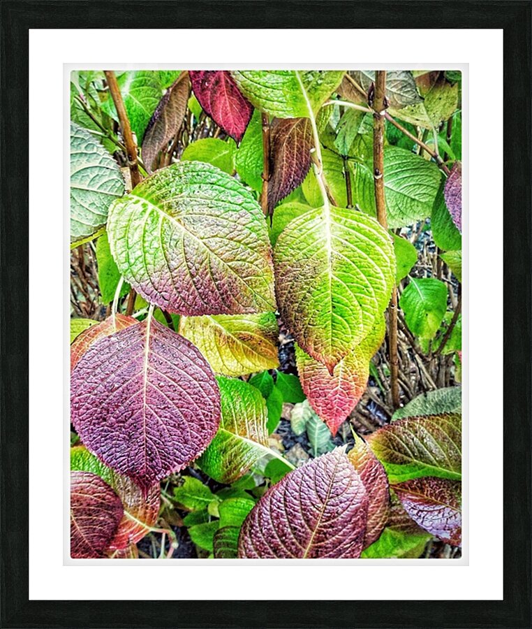 V1268 Picture Frame print