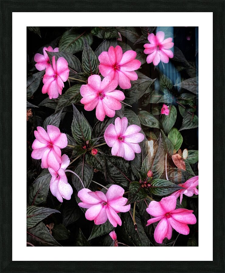 V1271 Picture Frame print