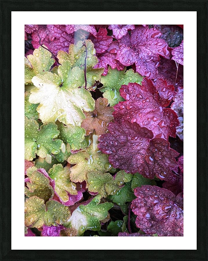 V1274 Picture Frame print