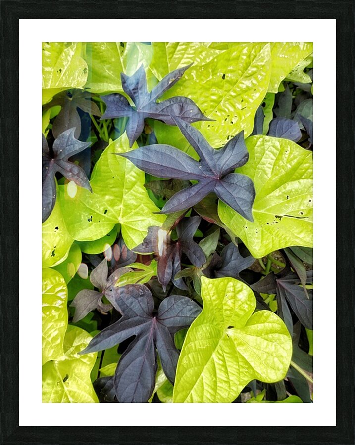 V1276 Picture Frame print