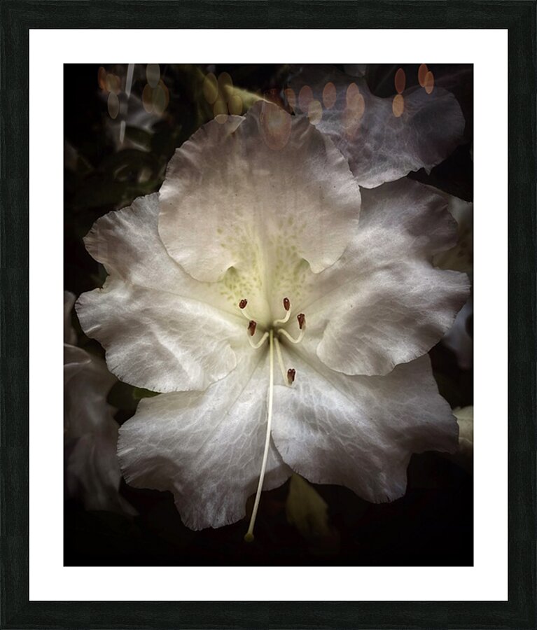 V1342 Picture Frame print
