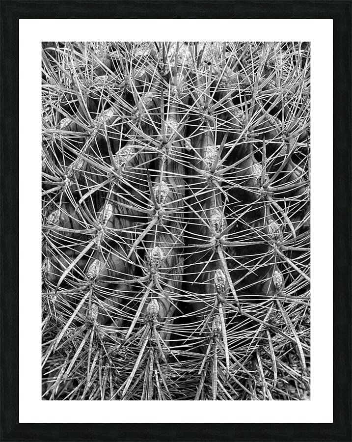 V1346 Picture Frame print