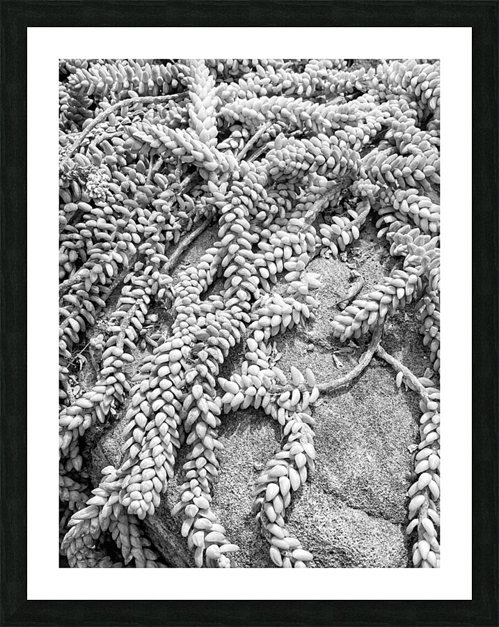 V1348 Picture Frame print