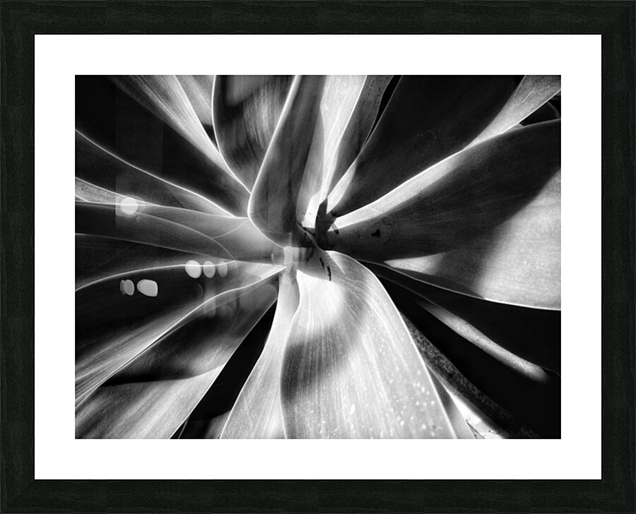 V1350 Picture Frame print