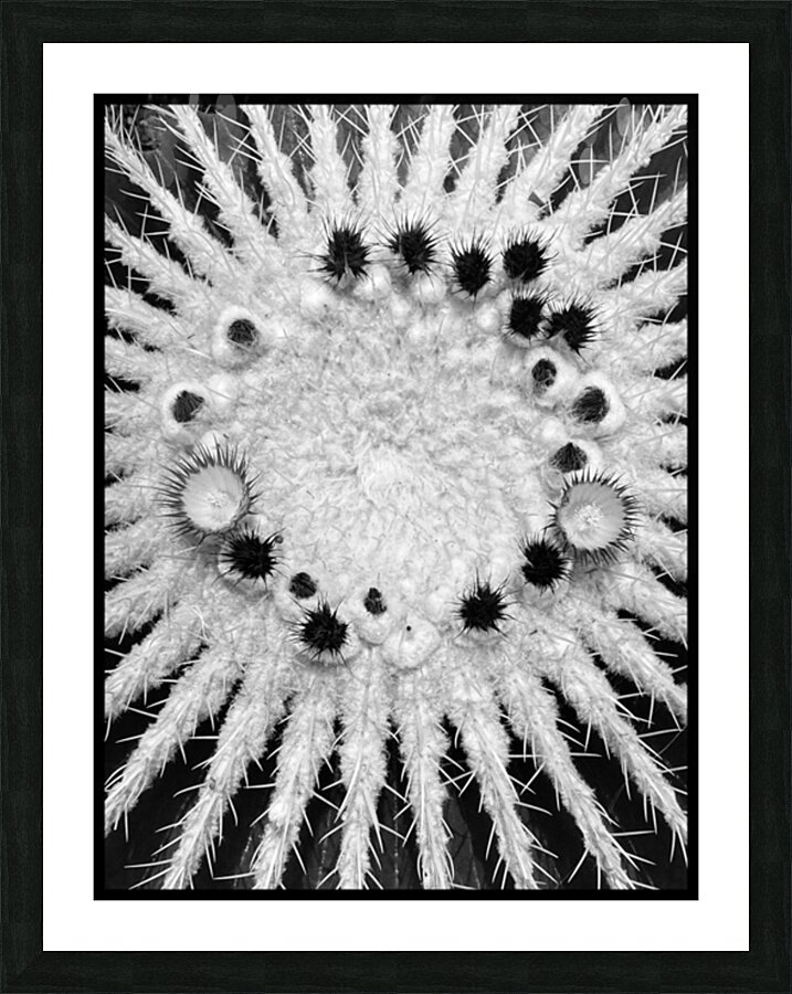 V1352 Picture Frame print