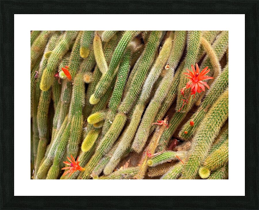 V1357 Picture Frame print