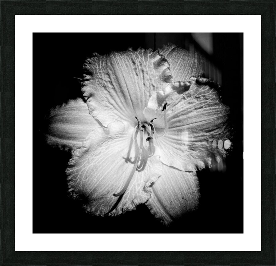 V1384 Picture Frame print