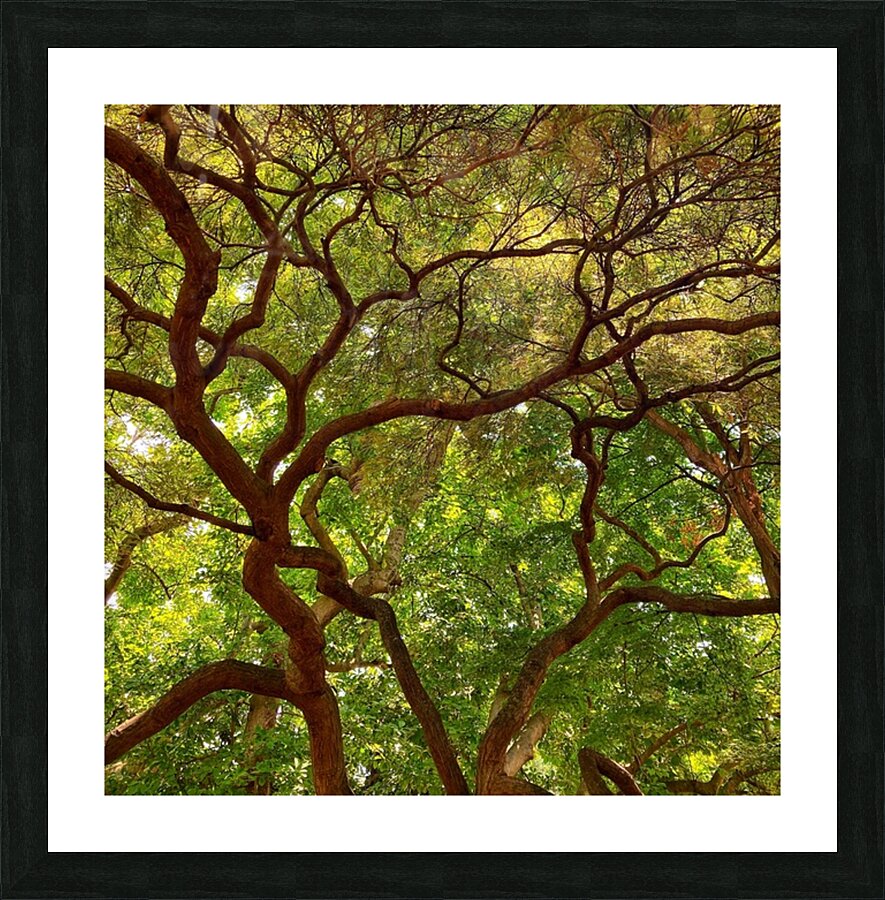 V1401 Picture Frame print