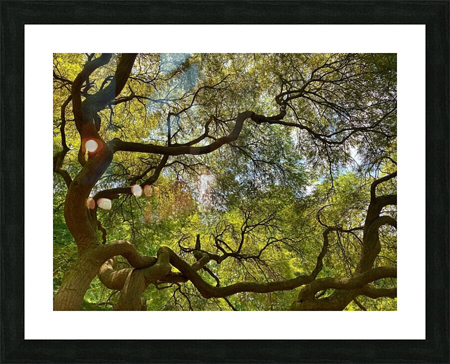 V1403 Picture Frame print