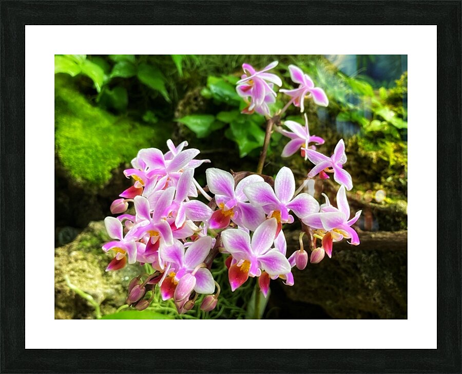 V1404 Picture Frame print