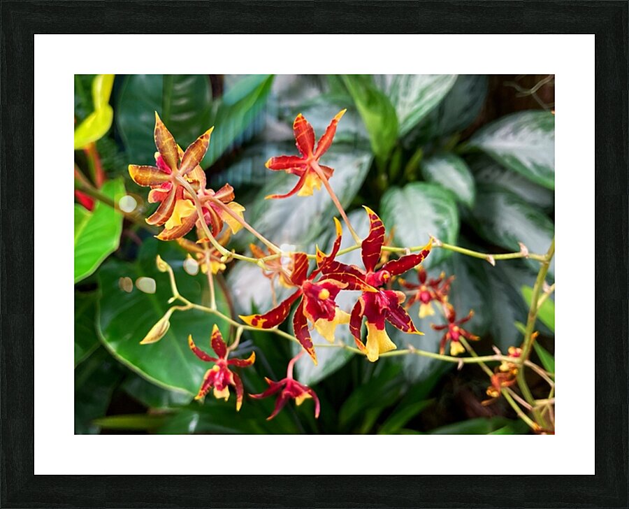 V1407 Picture Frame print