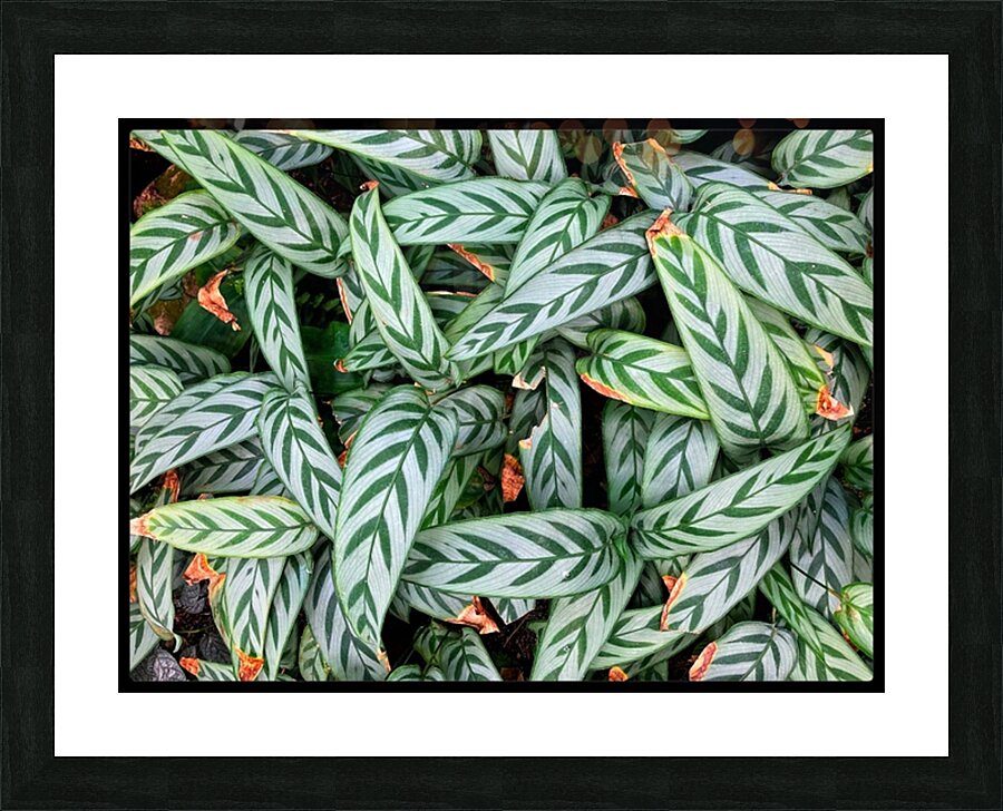 V1440 Picture Frame print