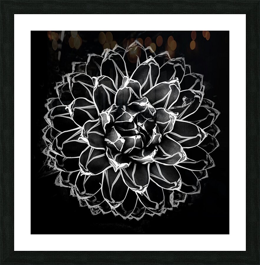 V1442 Picture Frame print