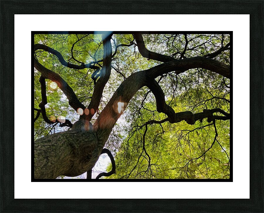 V1445 Picture Frame print