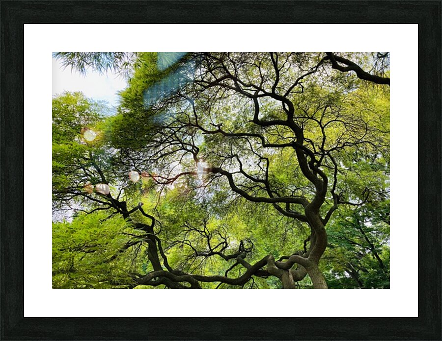 V1446 Picture Frame print