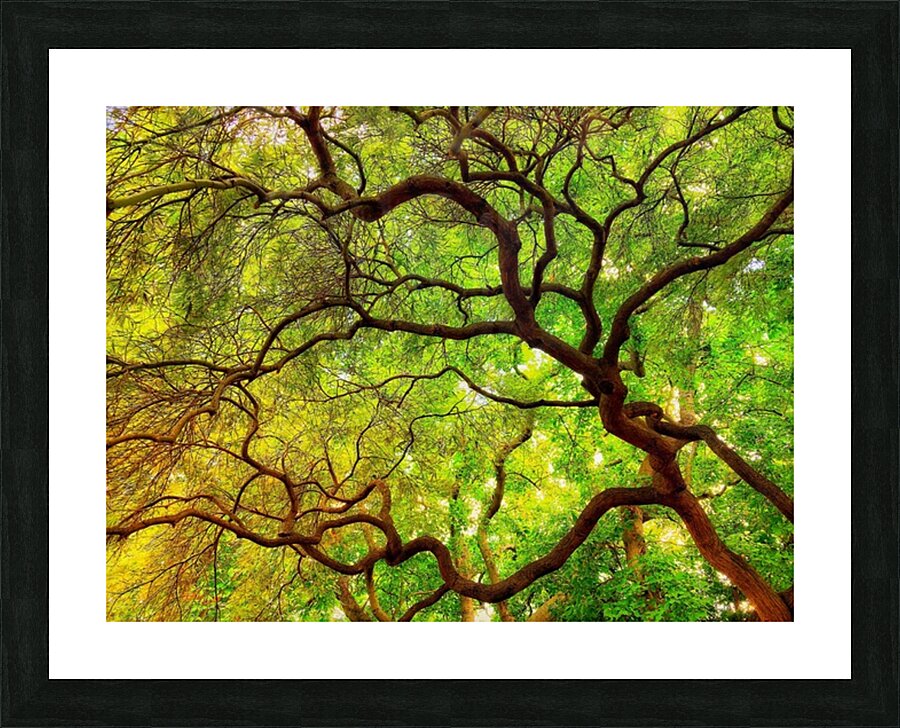 V1447 Picture Frame print