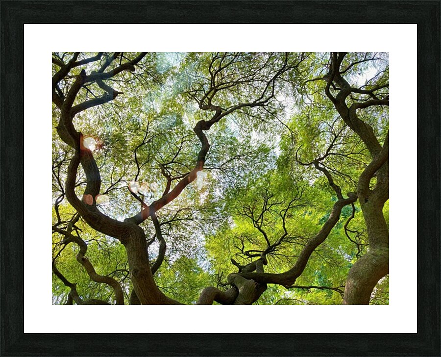 V1448 Picture Frame print