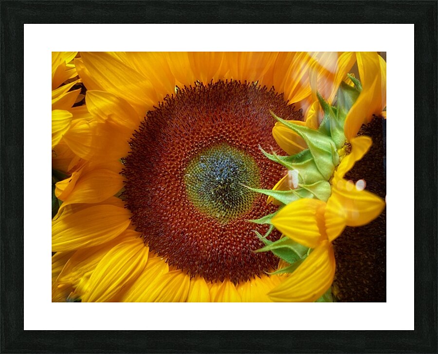V1449 Picture Frame print