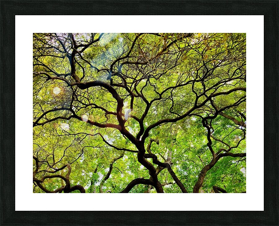 V1450 Picture Frame print
