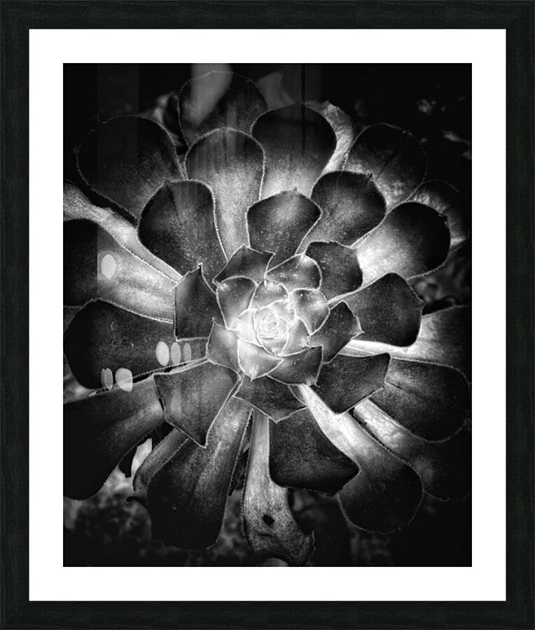 V1455 Picture Frame print