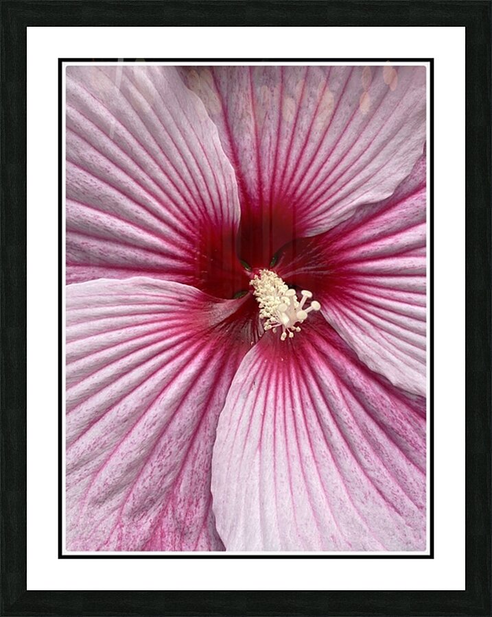 V1456 Picture Frame print