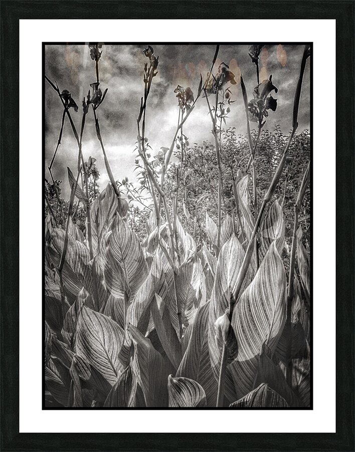 V1464 Picture Frame print