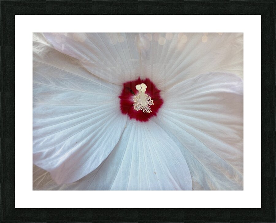 V1465 Picture Frame print