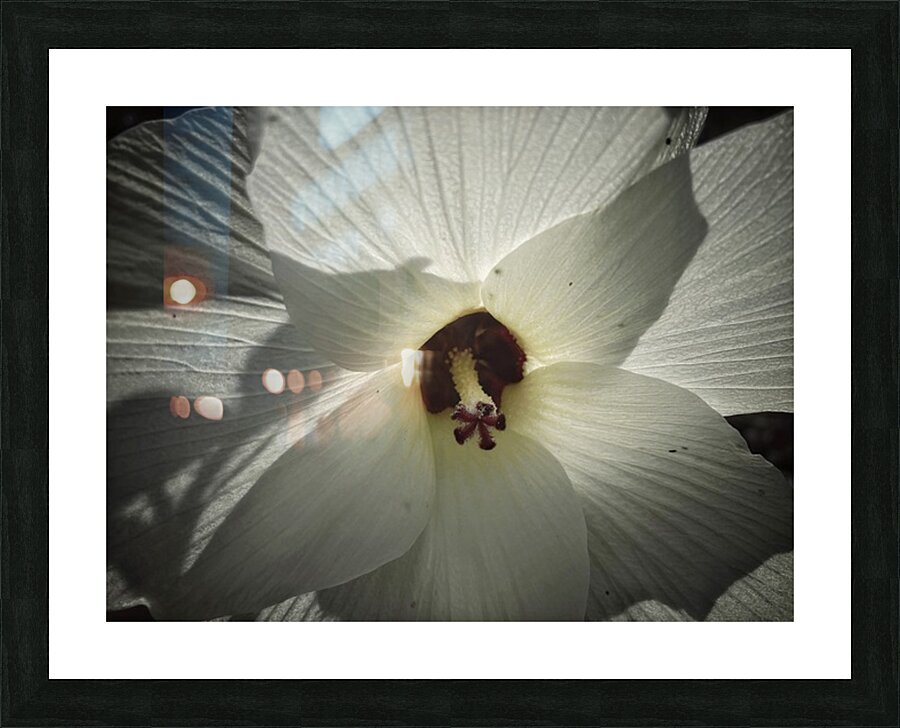 V1466 Picture Frame print