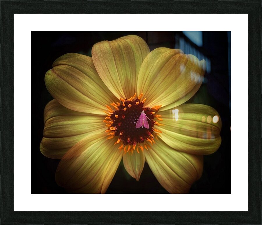 V1476 Picture Frame print