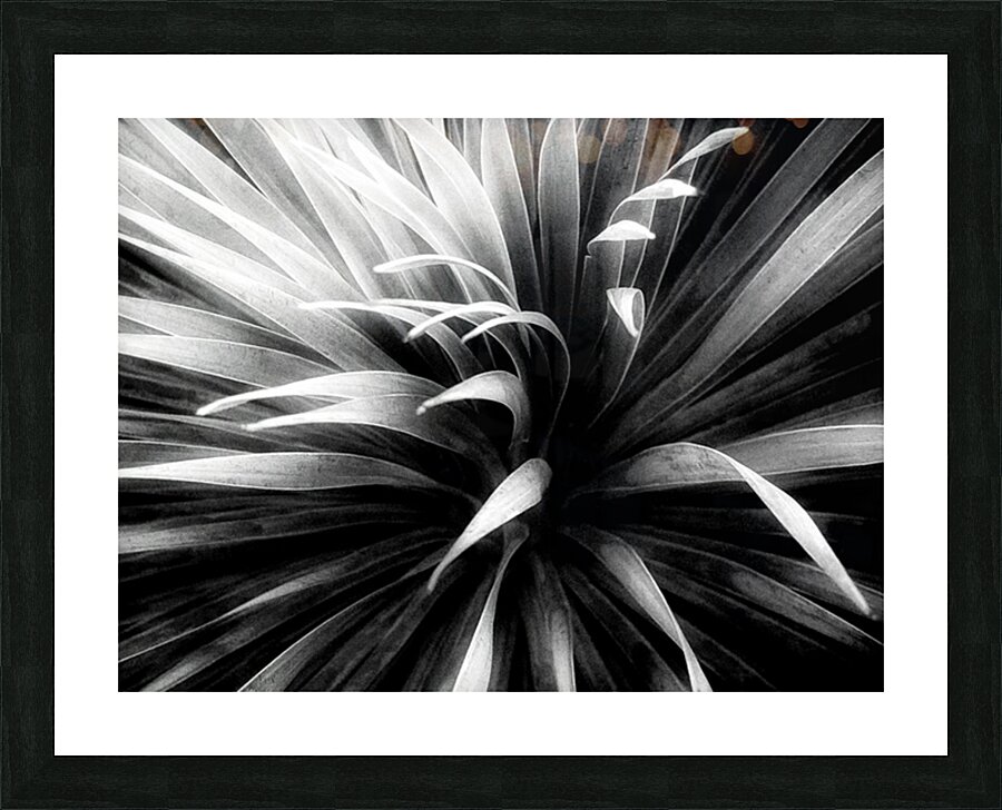 V1477 Picture Frame print