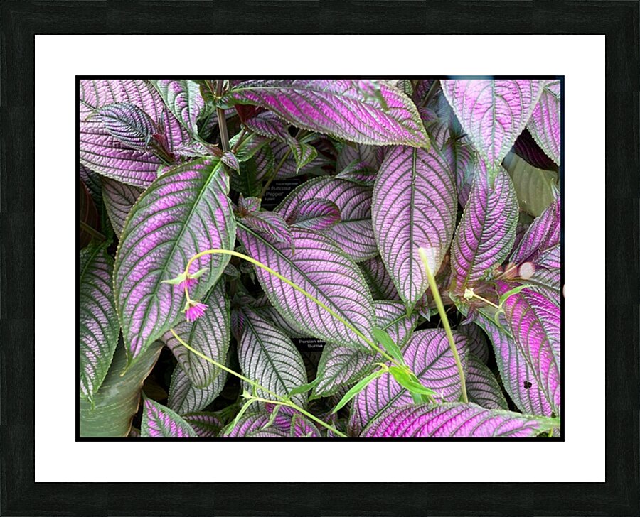 V1479 Picture Frame print