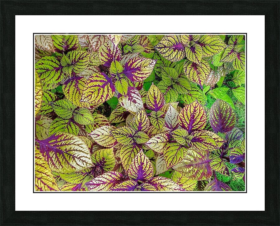 V1484 Picture Frame print