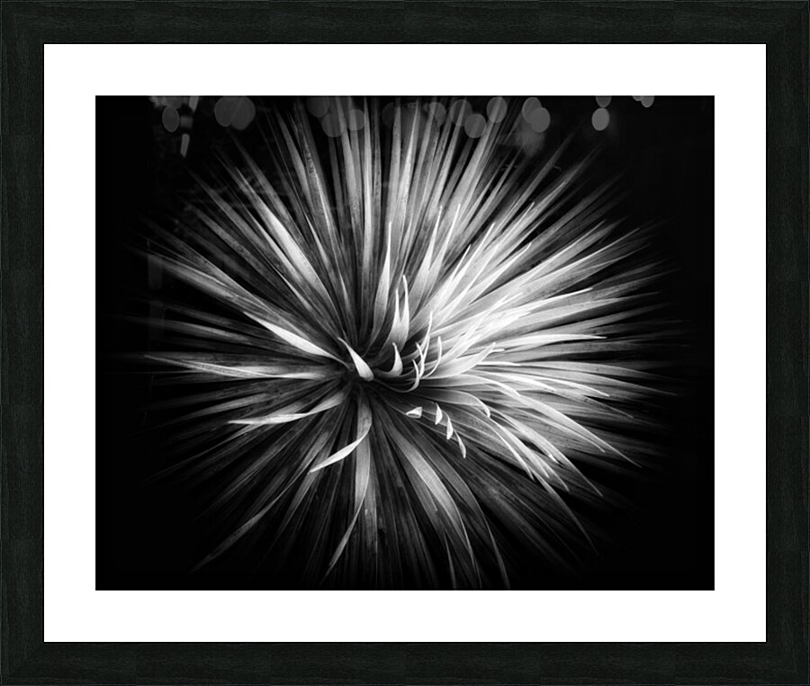V1486 Picture Frame print