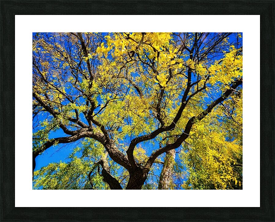 V1512 Picture Frame print