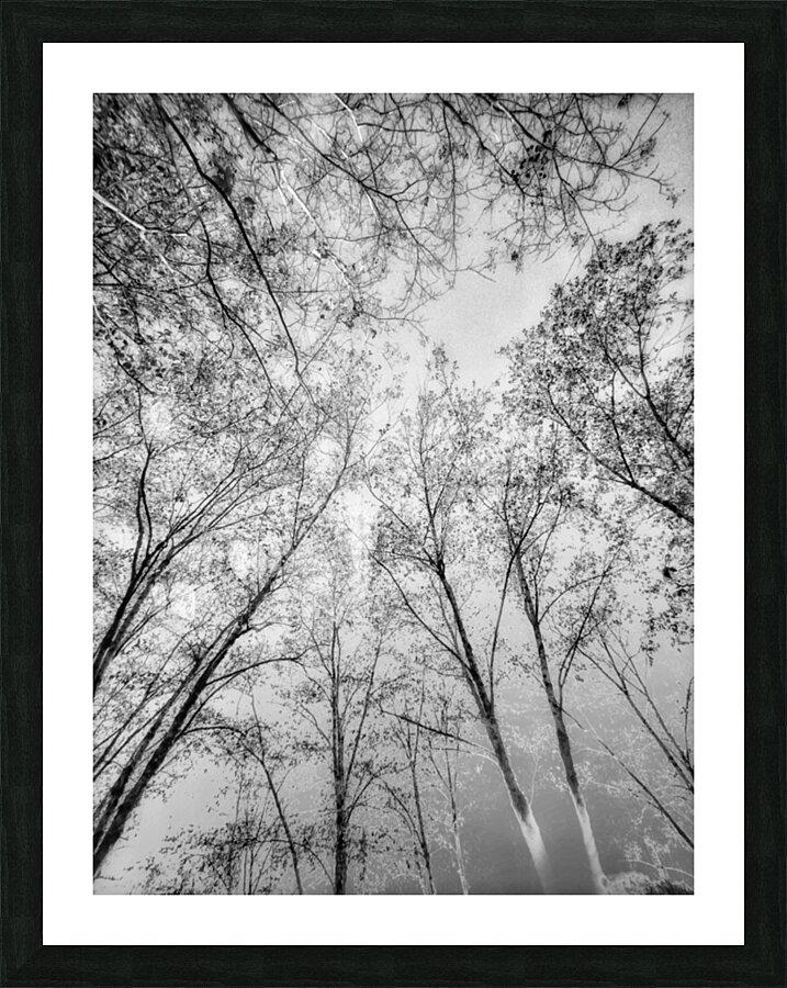V1536 Picture Frame print