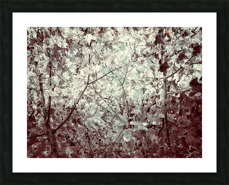 V1556 Picture Frame print