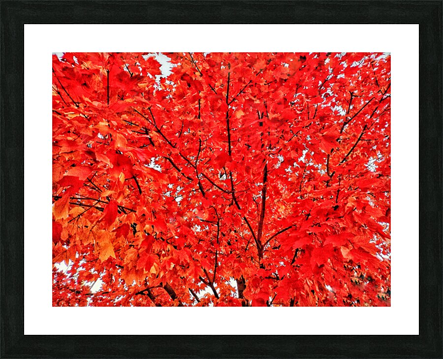 V1561 Picture Frame print