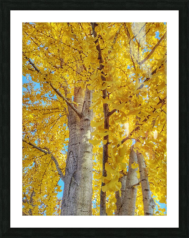 V1568 Picture Frame print