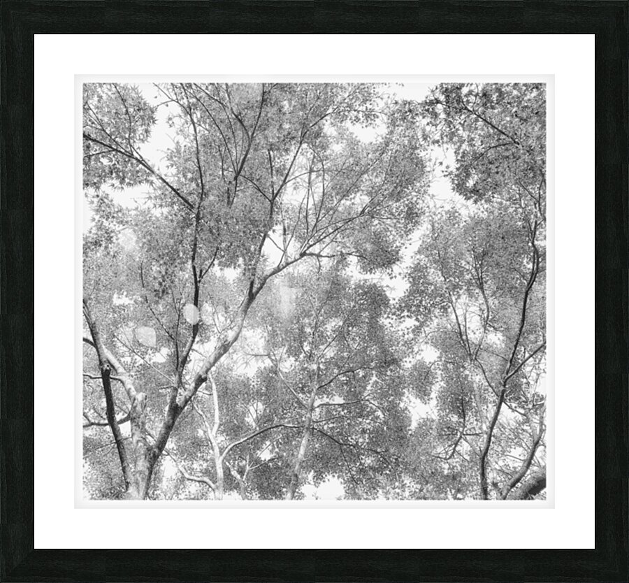V1624 Picture Frame print