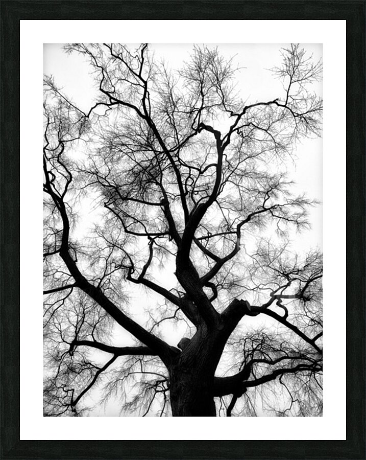 V1628 Picture Frame print