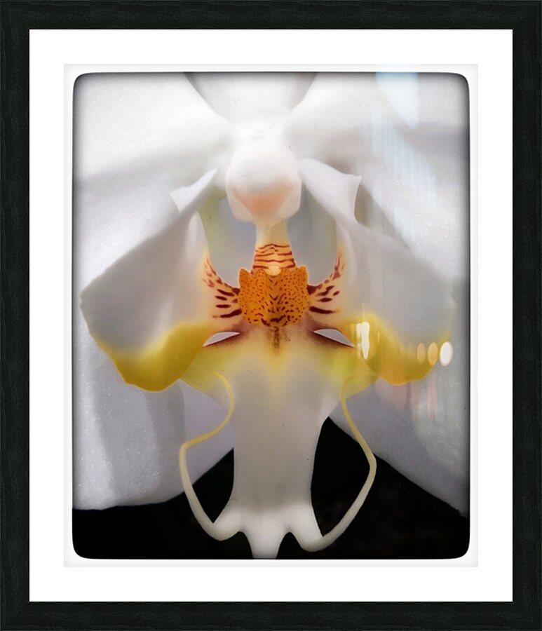 V1684 Picture Frame print