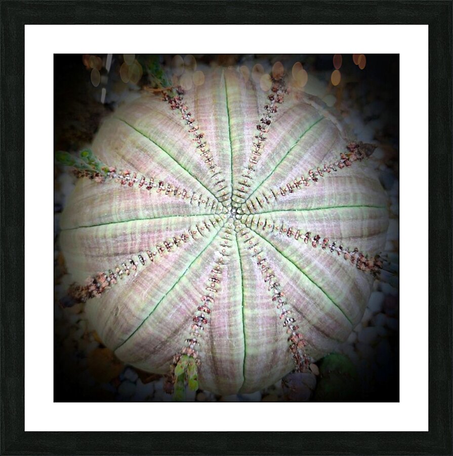 V03 Picture Frame print