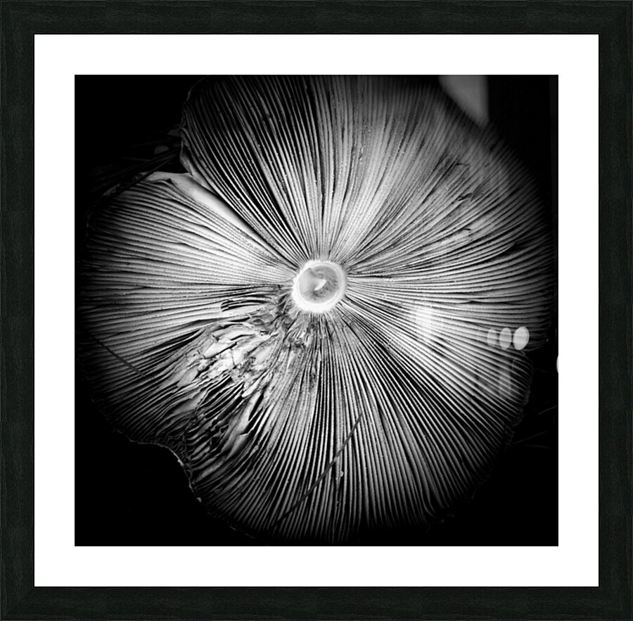 V41 Picture Frame print