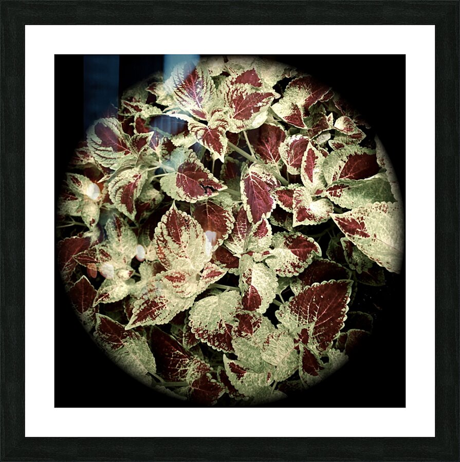 V52 Picture Frame print