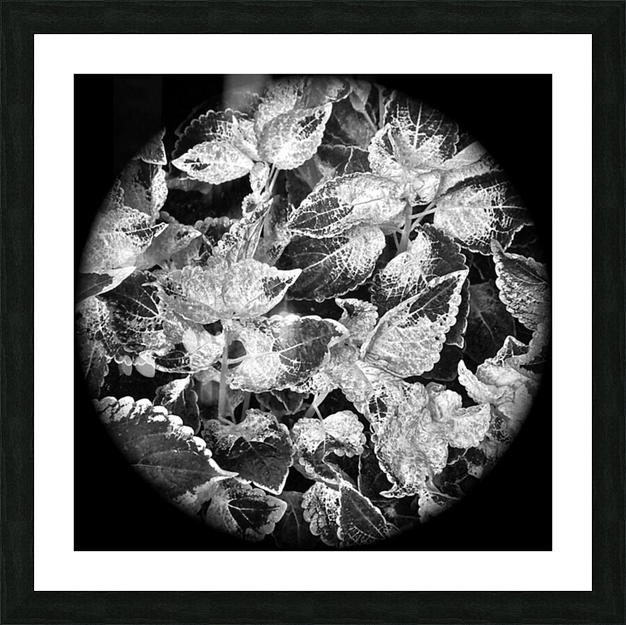 V53 Picture Frame print