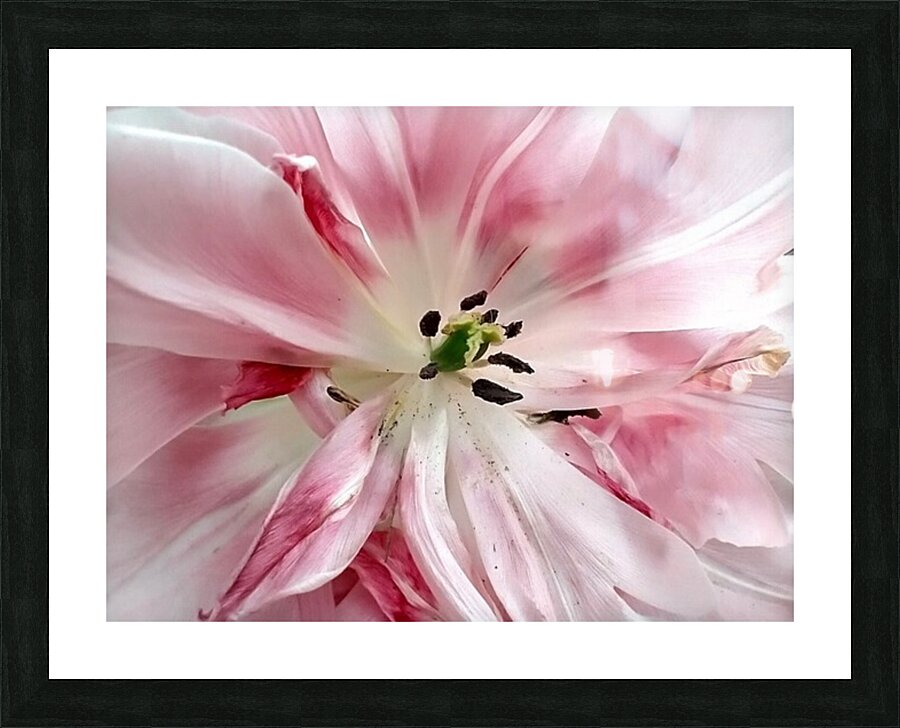 V132 Picture Frame print