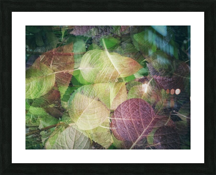 V152 Picture Frame print
