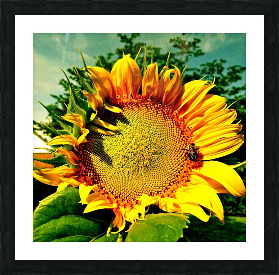 V186 Picture Frame print