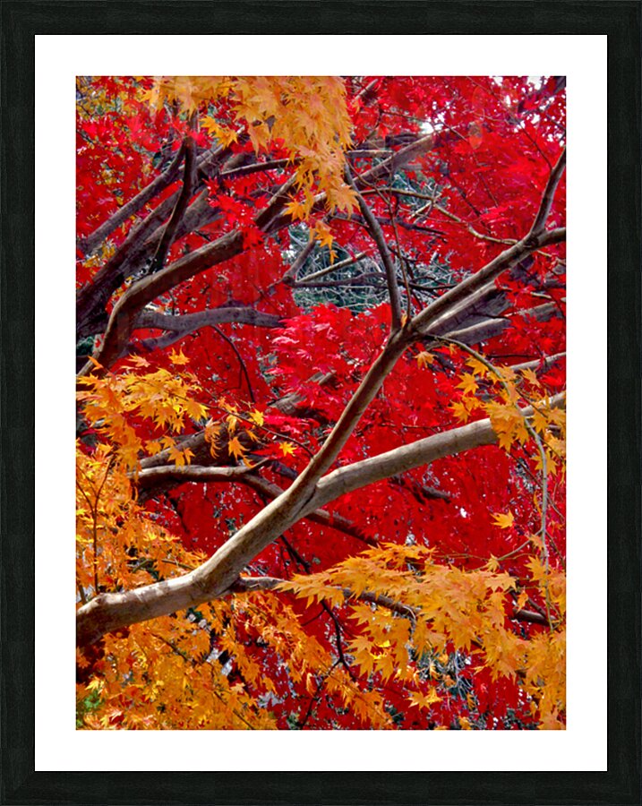 V187 Picture Frame print