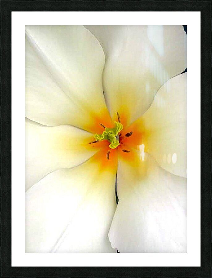 V189 Picture Frame print
